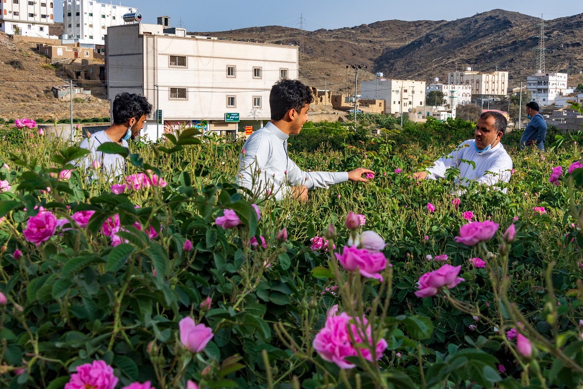 Taif rose field